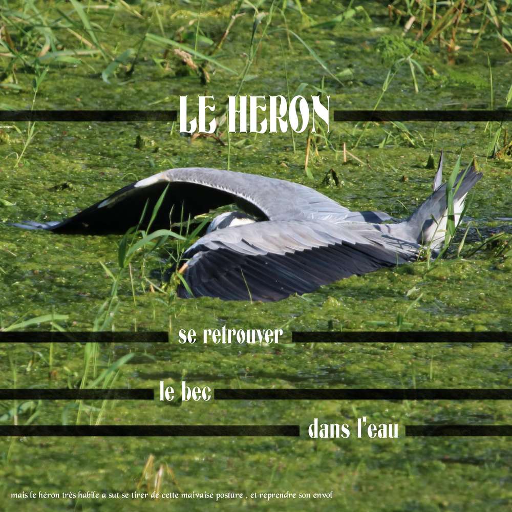 le héron