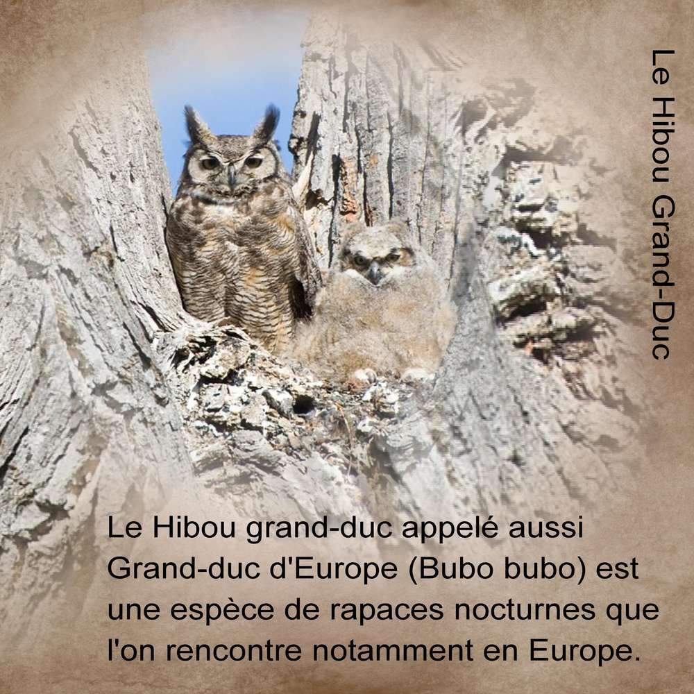 LE HIBOU GRAND-DUC