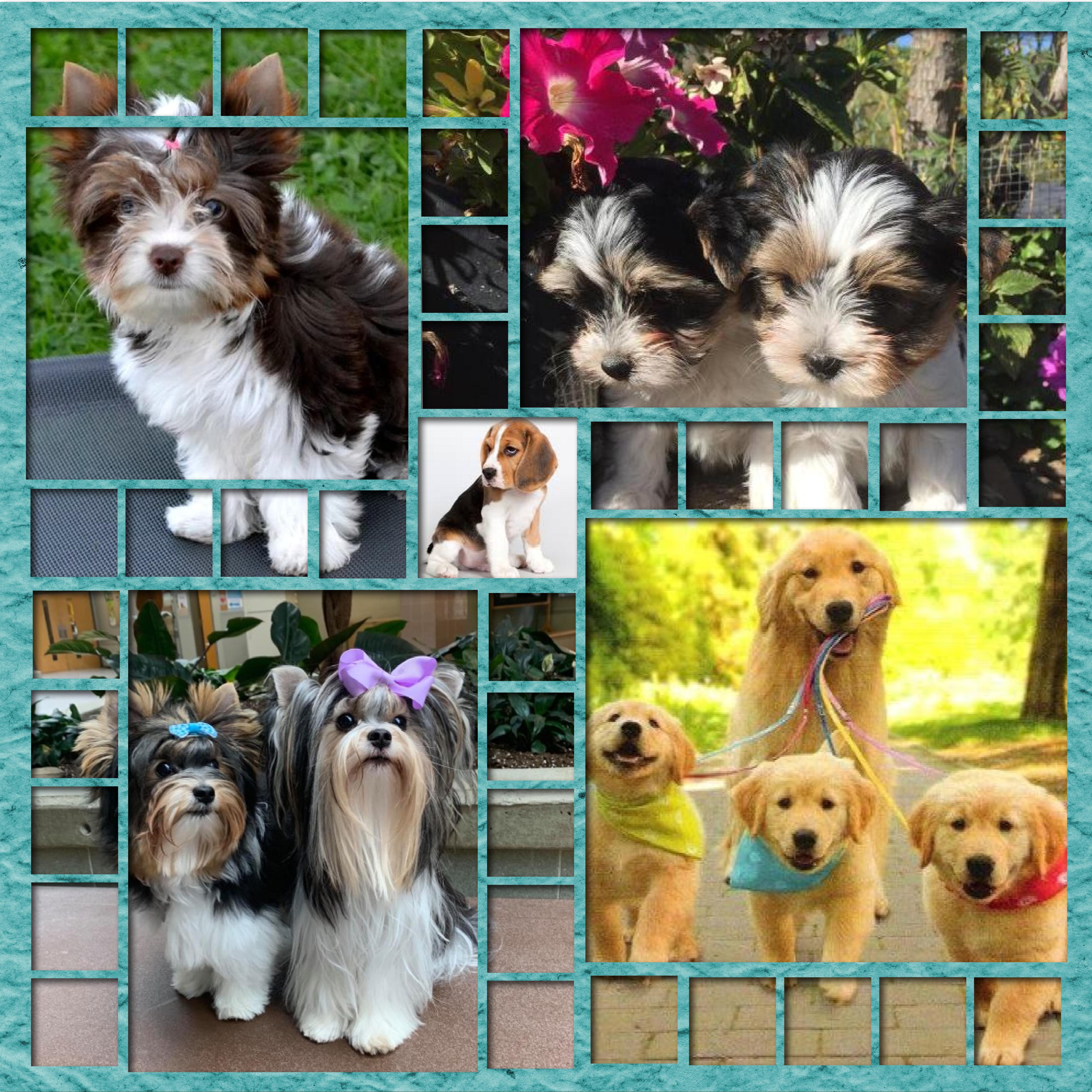 le jardin des chiens.jpg