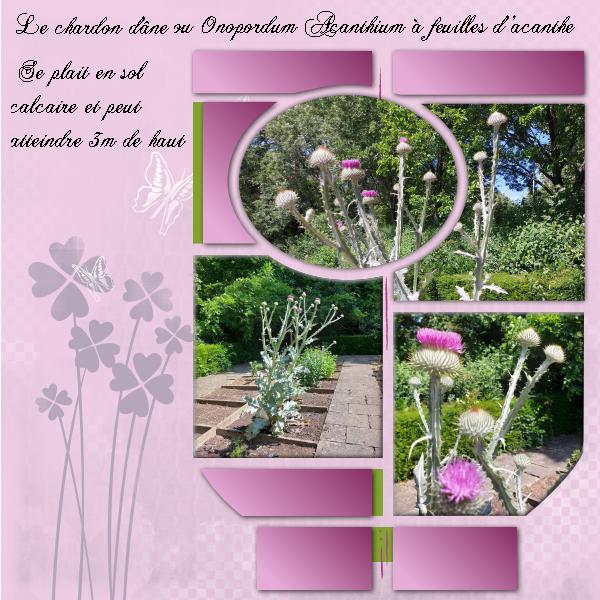 Le Jardin des Plantes 8