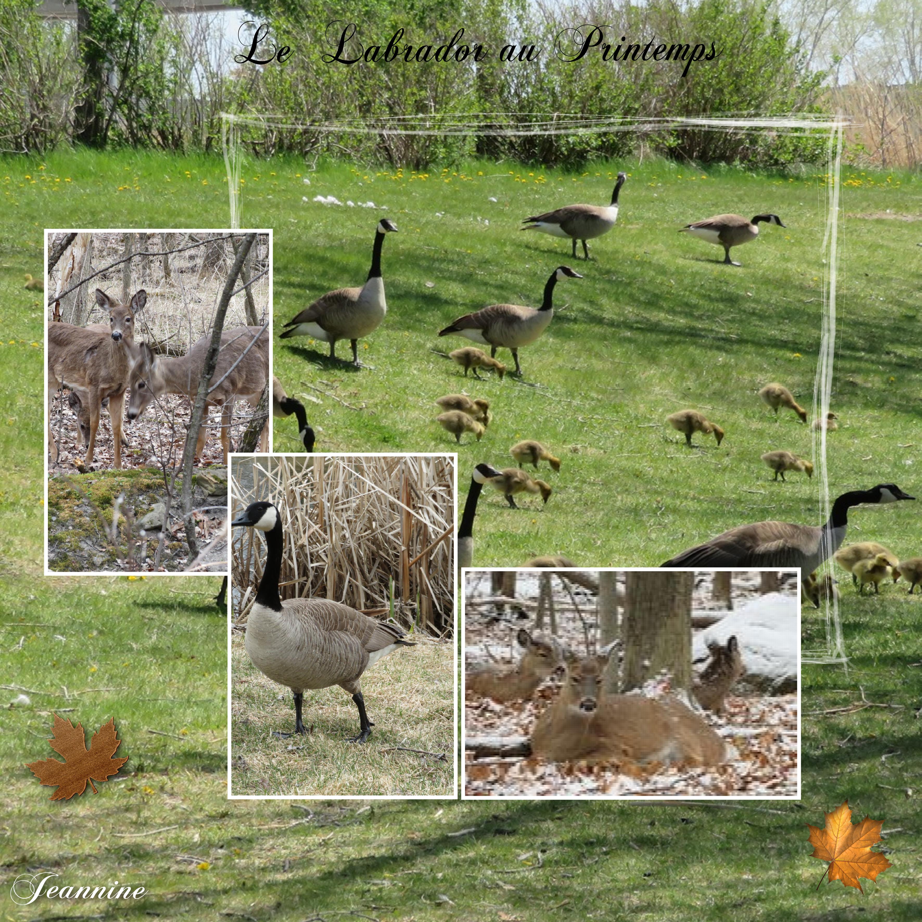 Le Labrador au Printemps   Jeannine