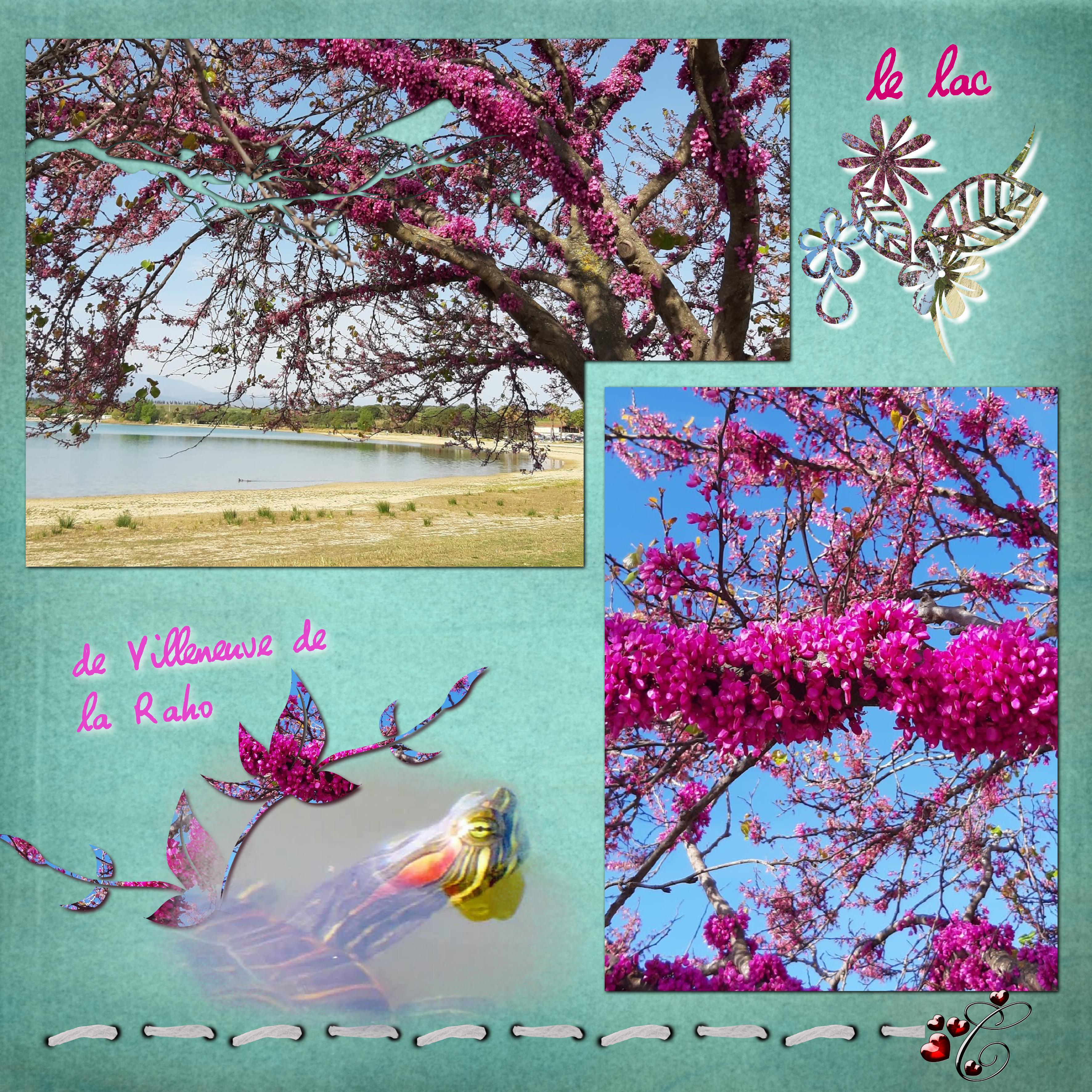 le lac et la tortue d'eau.jpg