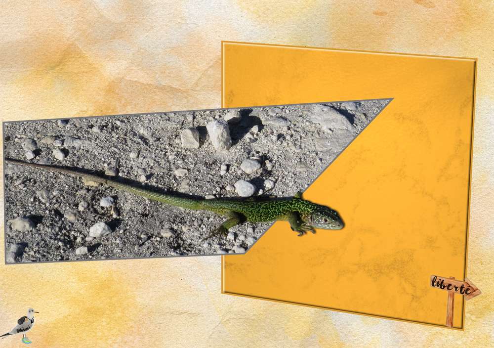 le lézard