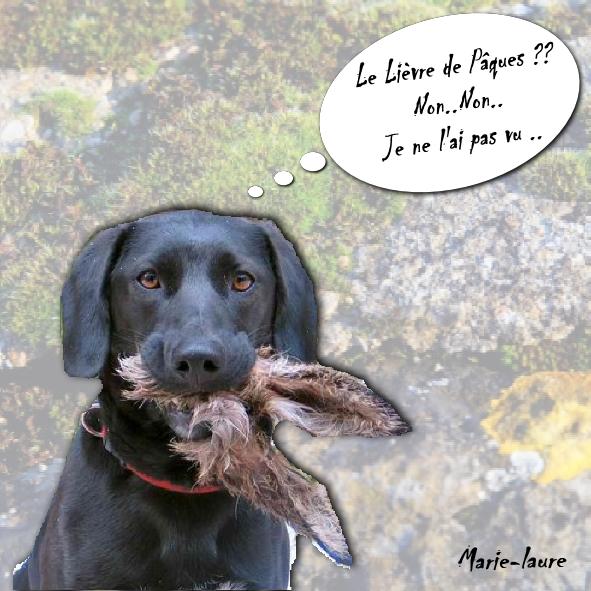 Le lièvre de pâques ...a disparu ...