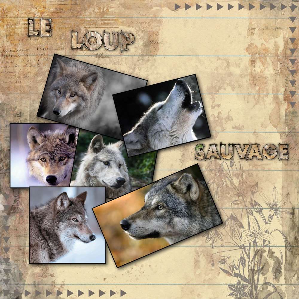 Le loup 1