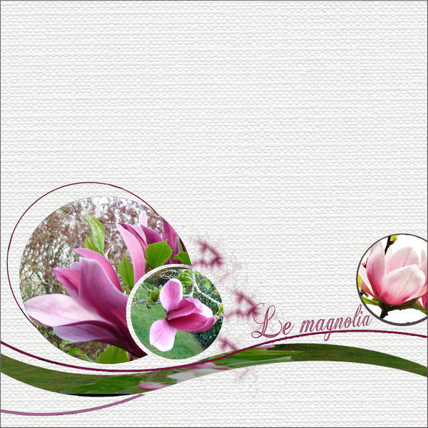 Le magnolia... de mon jardin