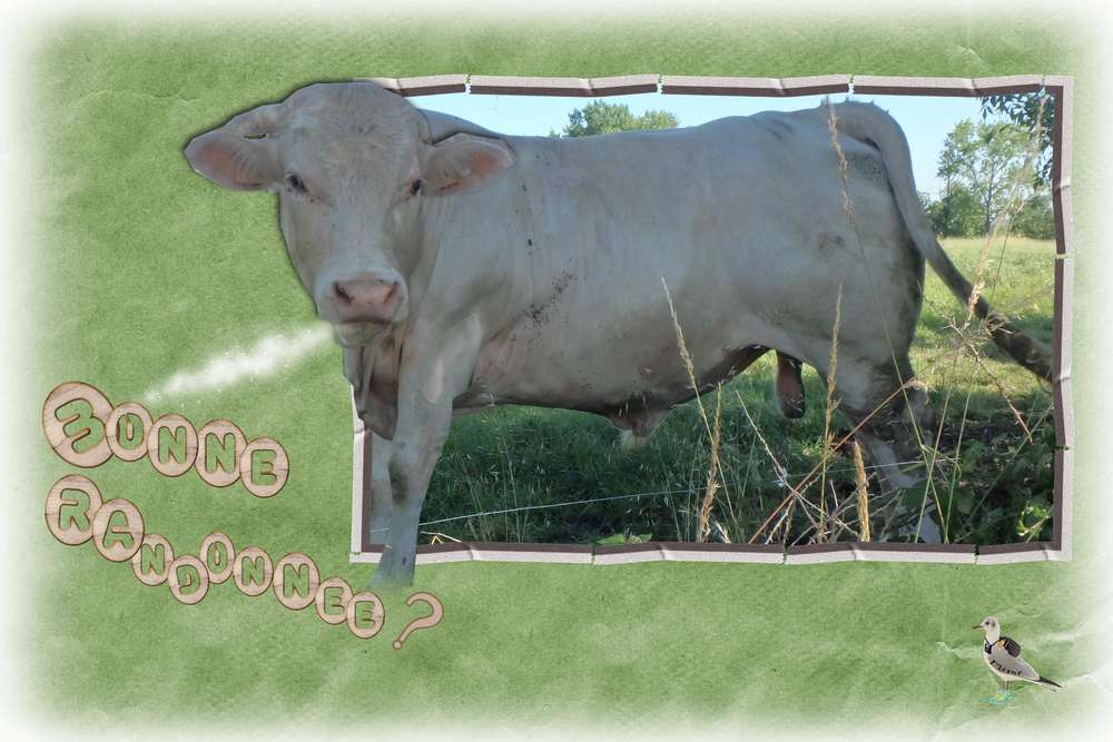 le Mâle.............