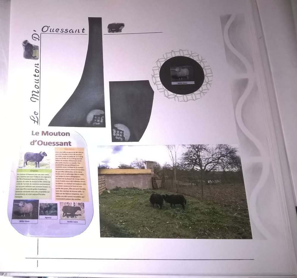 le mouton d'Ouessant