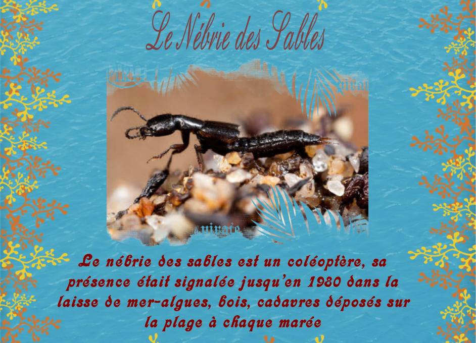 le nébrie des sables    (info du télégramme)