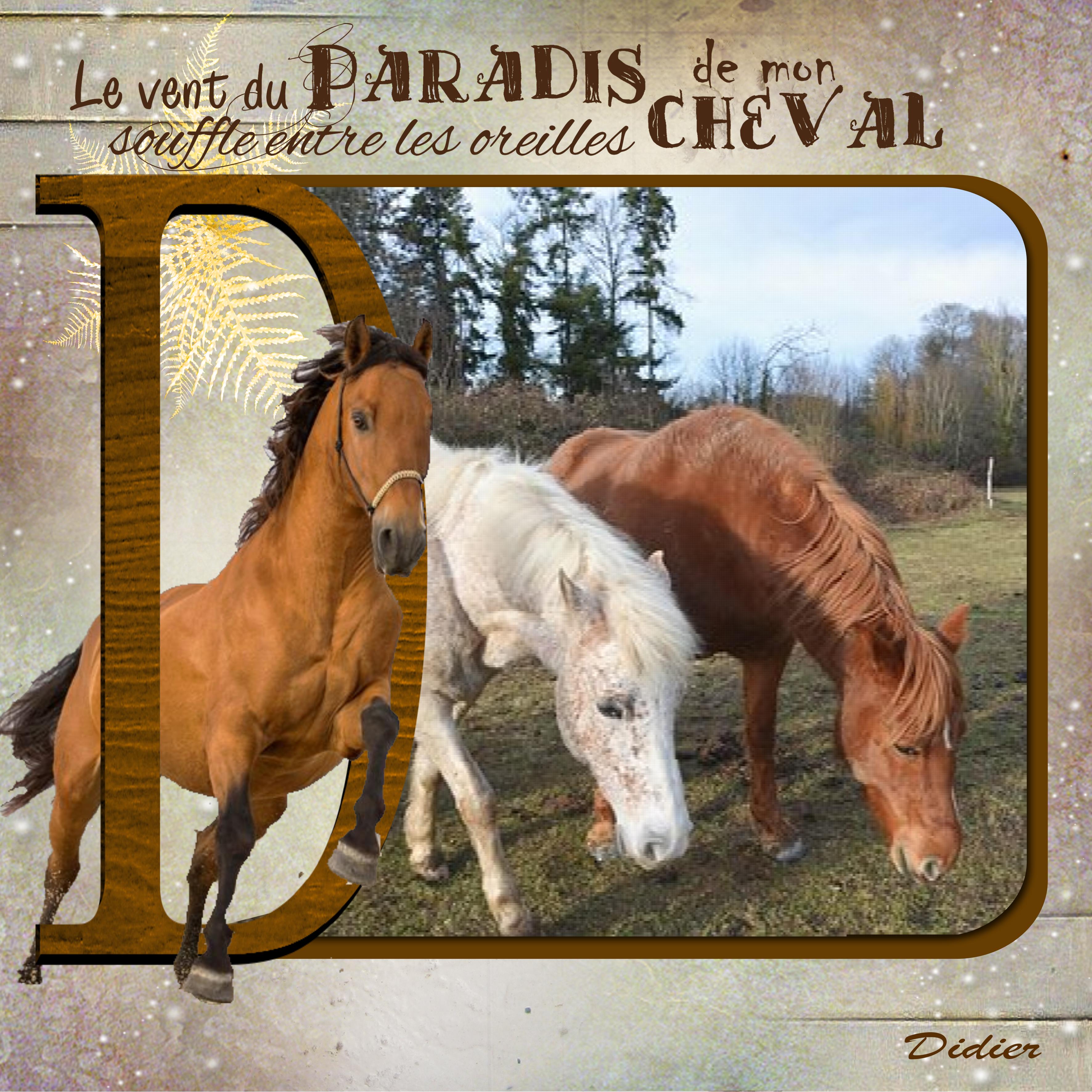 Le paradis des chevaux.jpg