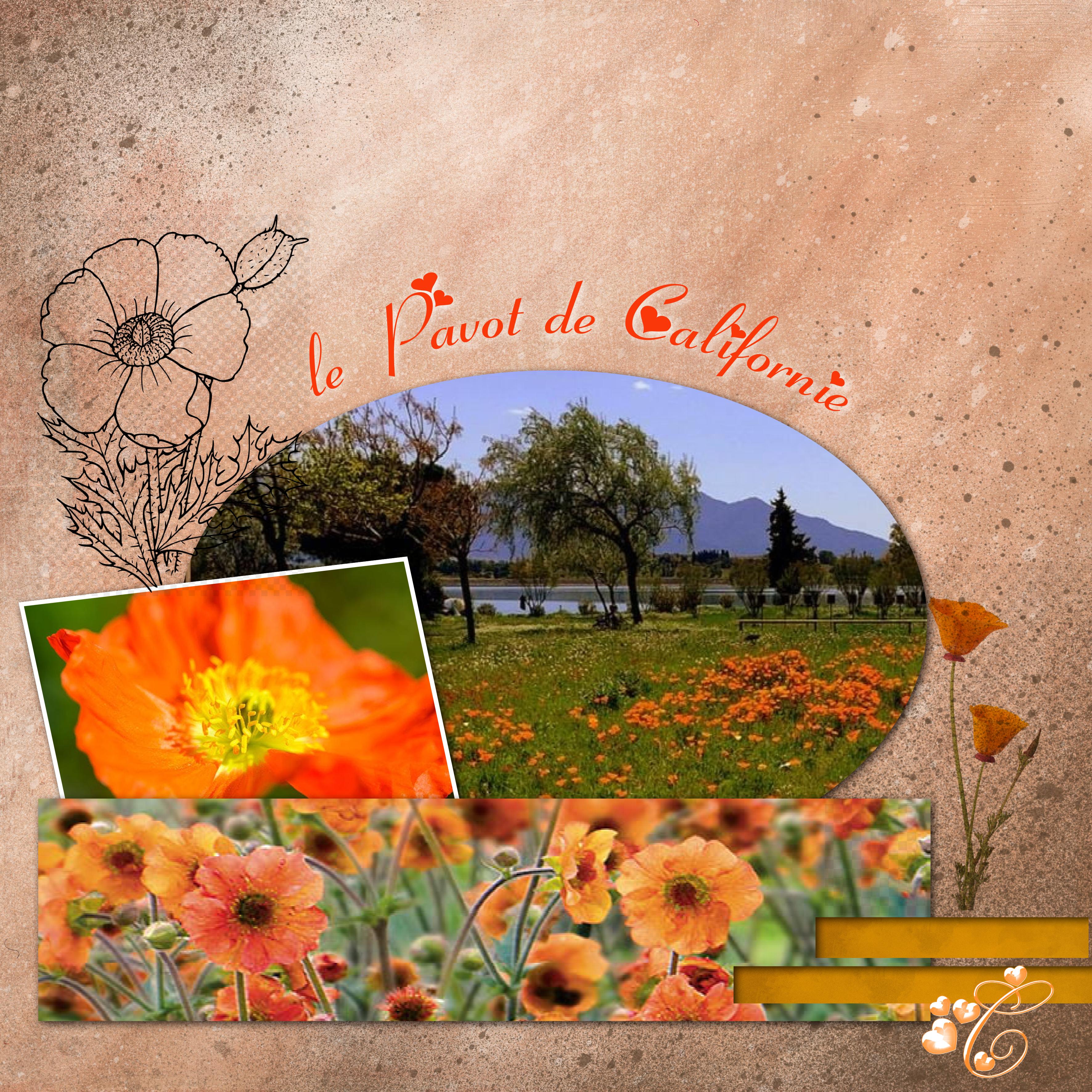 Le pavot de Californie .jpg