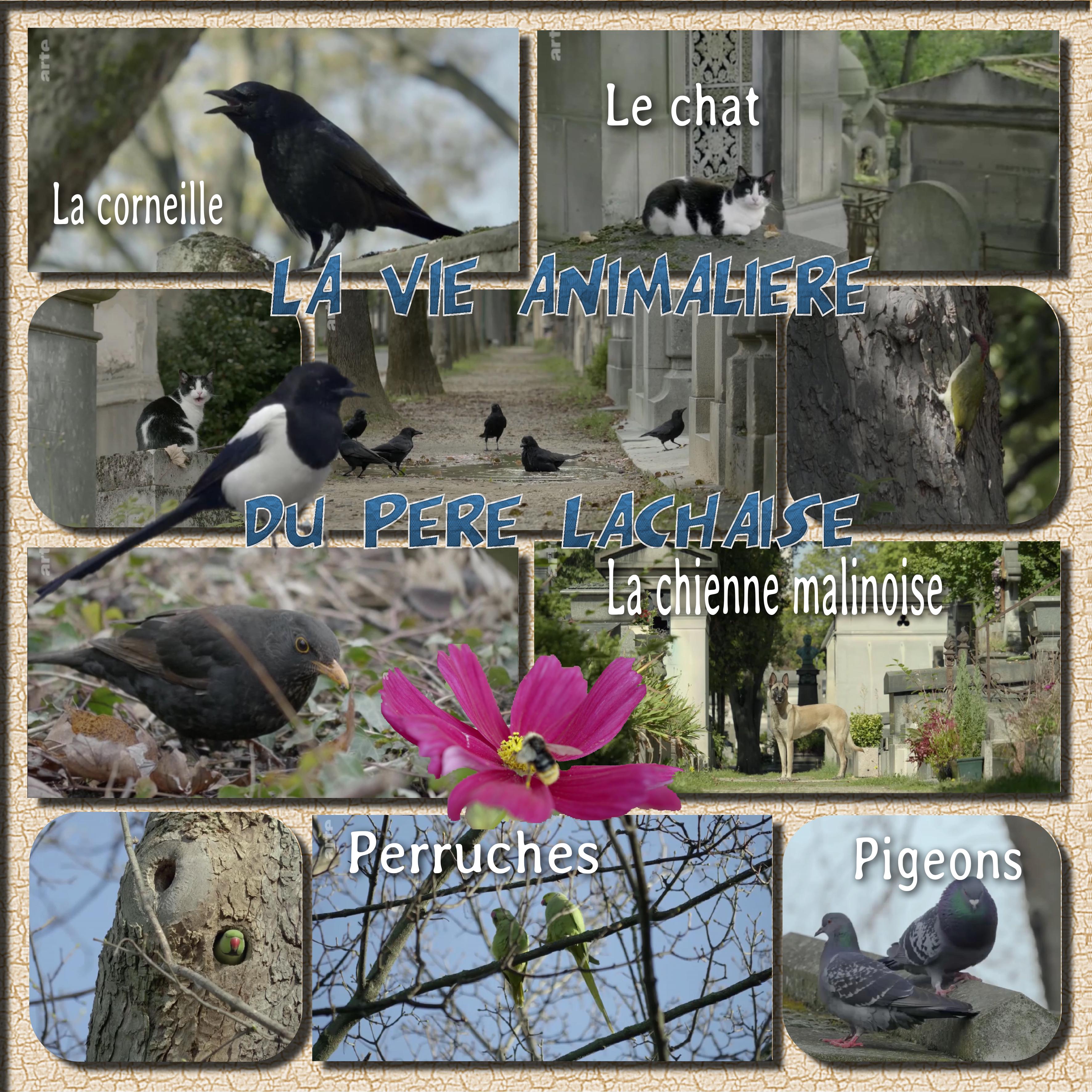 Le père lachaise vie animaliére.jpg