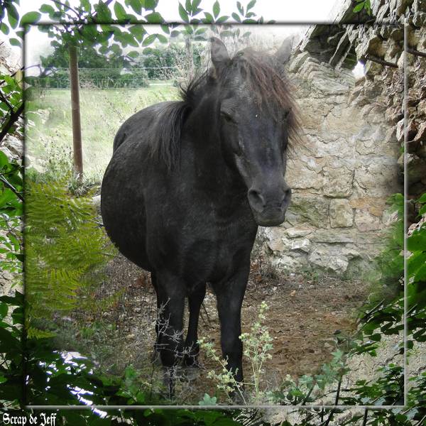 Le petit cheval gris