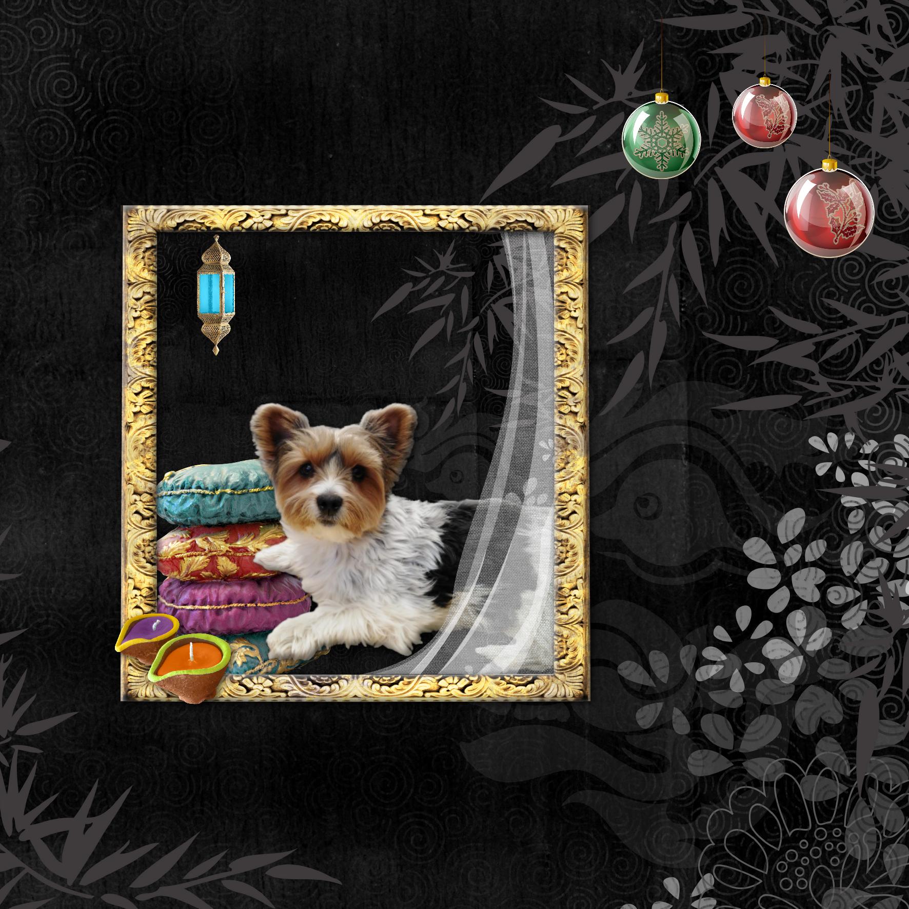 Le petit chien d’une amie