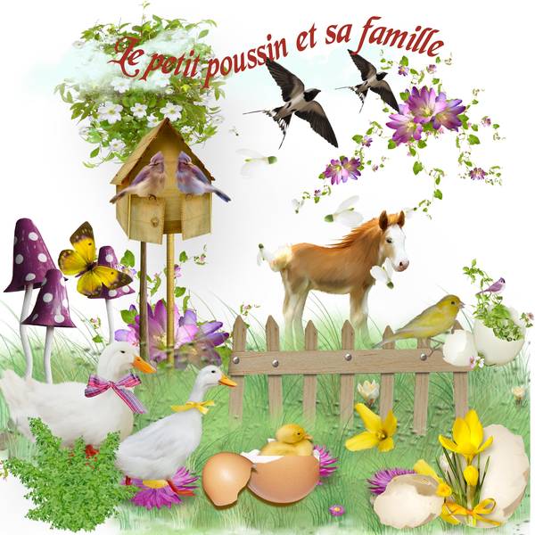le petit poussin et sa famille