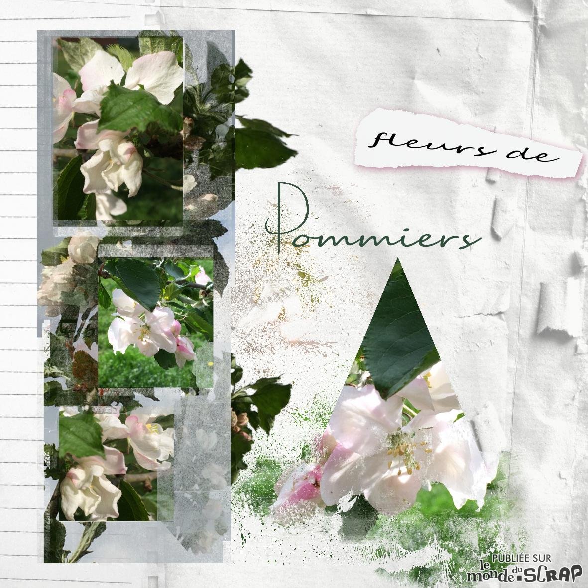 le pommier de Sacha.jpg