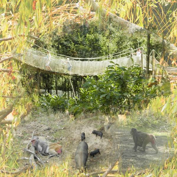 le pont de singe au dessus des singes et des porcs