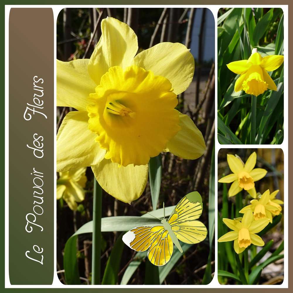 LE POUVOIR DES FLEURS