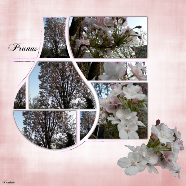 le prunus du jardin