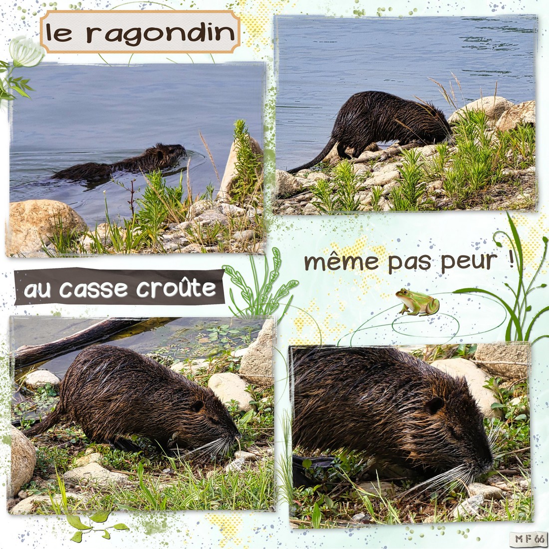 le ragondin au casse croûte 07.06.23.jpg