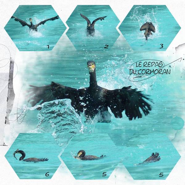 le repas du cormoran