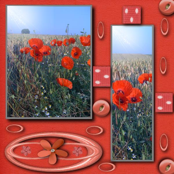 Le rouge flamboyant des prairies...