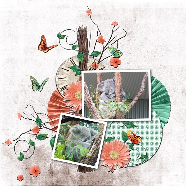 Le Secret du Bonheur-Koalas