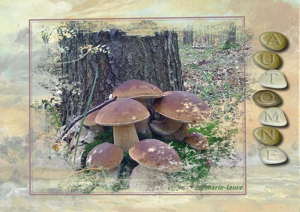 Le temps des champignons est arrivé