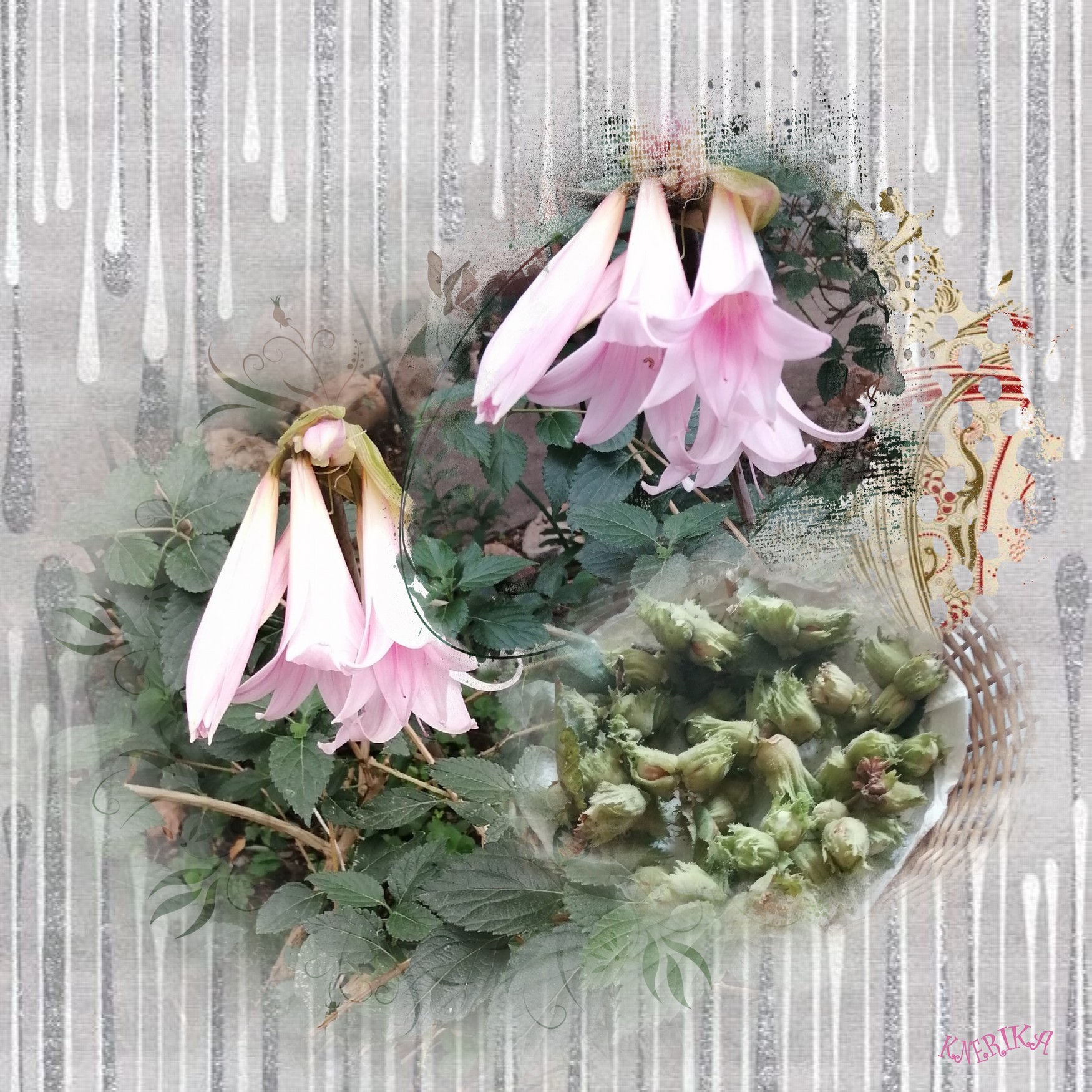 le temps des lis au jardin d'Anne Marie .jpg