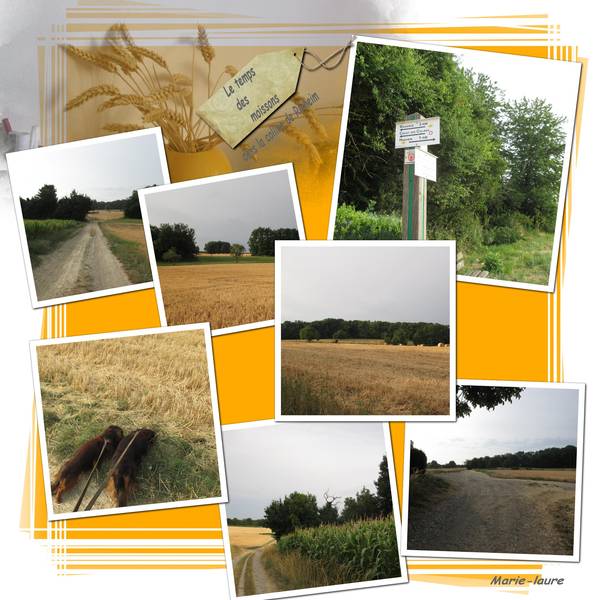 Le temps des moissons dans la colline à Rixheim