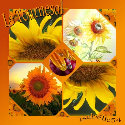 LE TOURNESOL