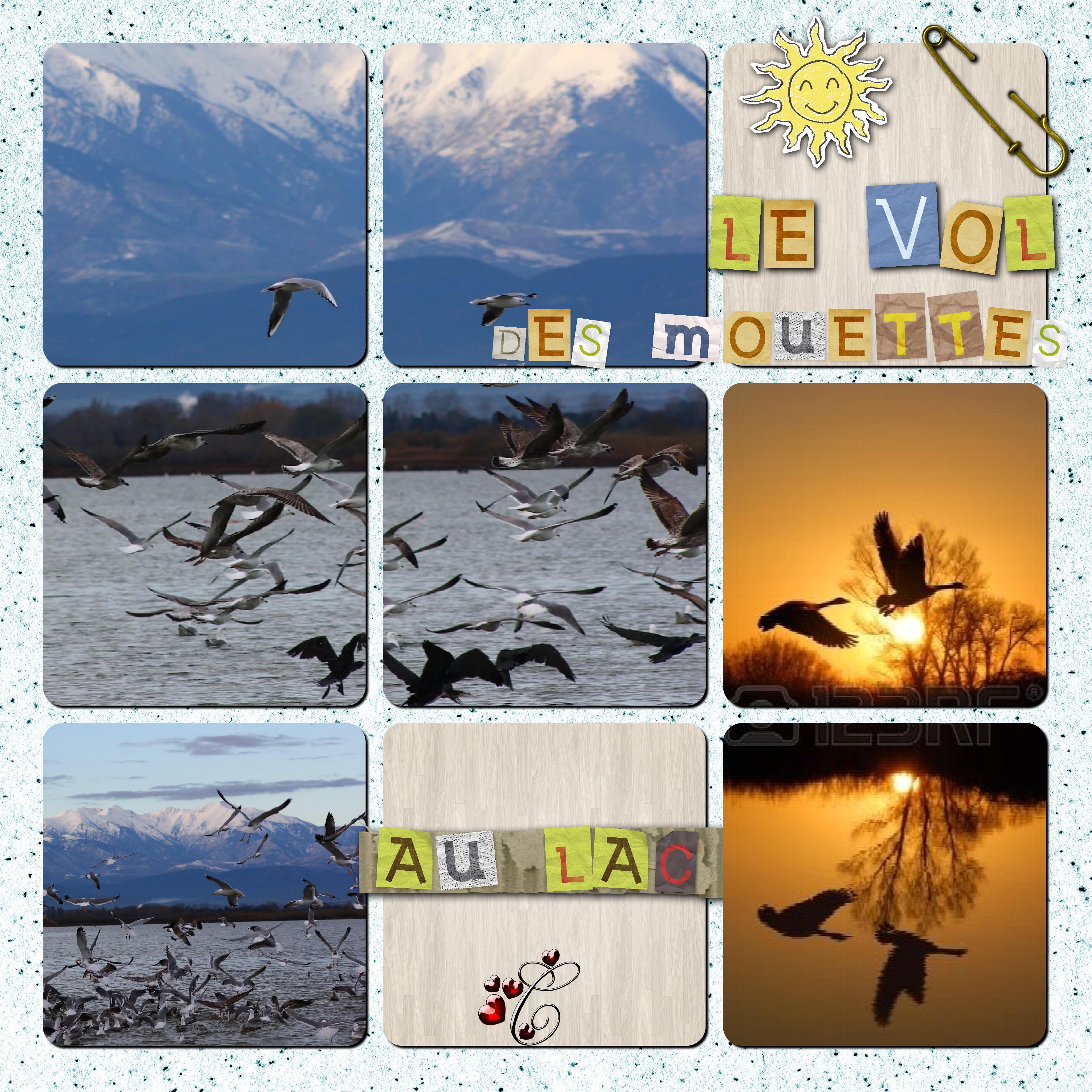 le vol des mouettes et de canards.  Christine