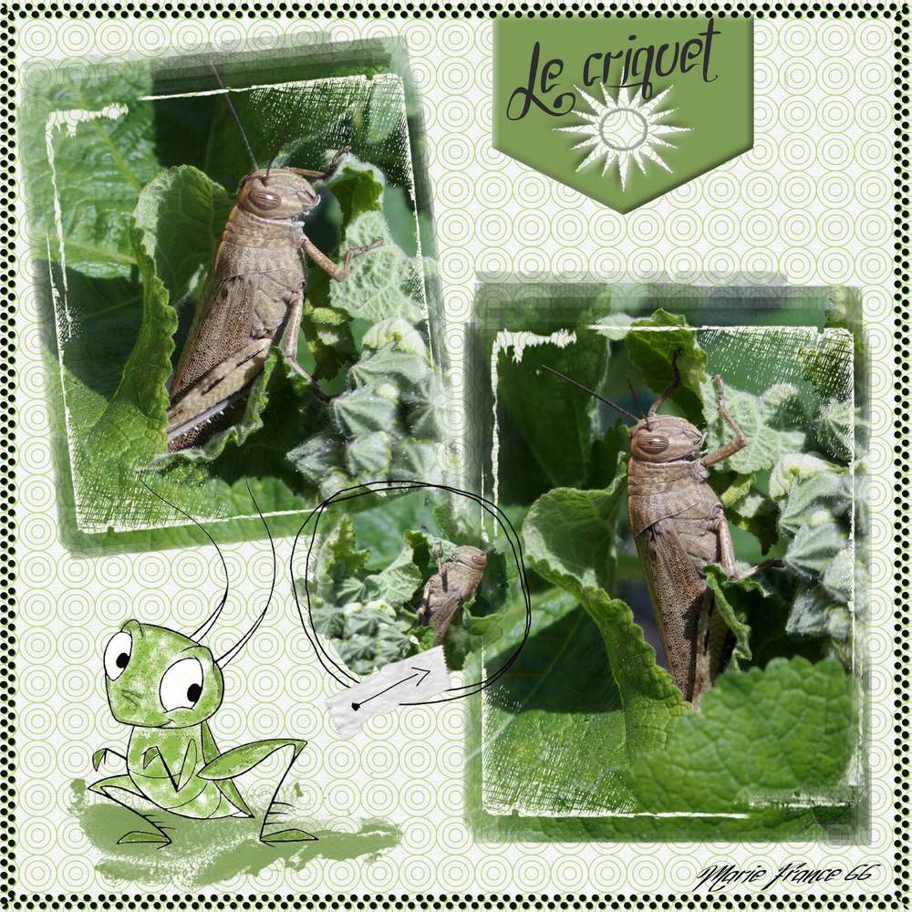 Le_criquet_4_juin2016
