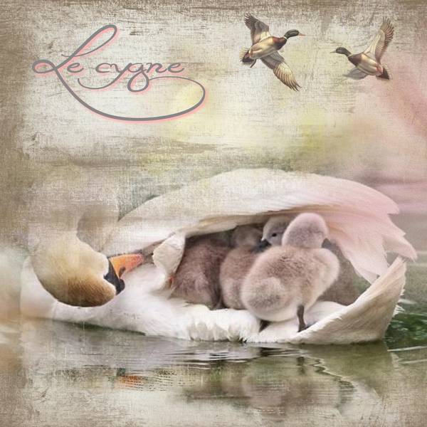 Le_cygne2