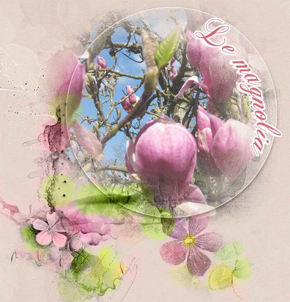 Le_magnolia de mon jardin...