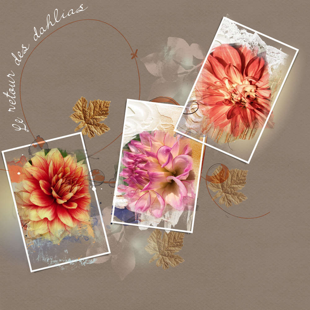 Le_retour_des_dahlias