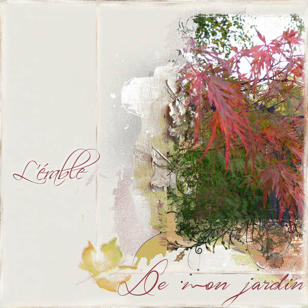 L'érable de mon jardin