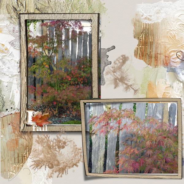 L'érable en automne...