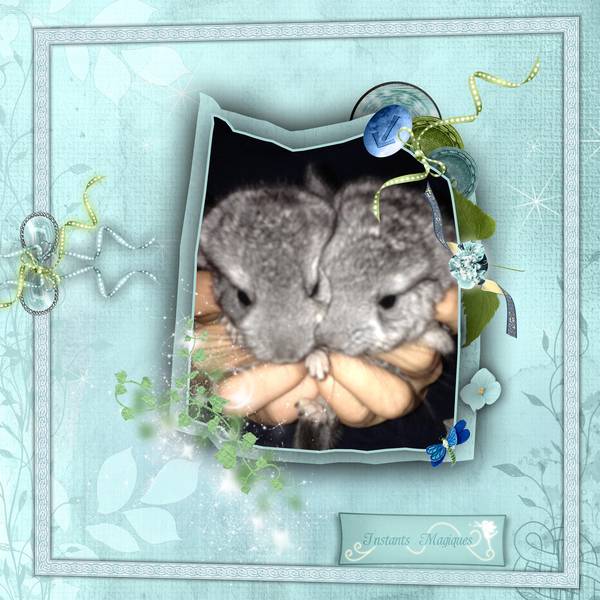 les 2 soeurettes chinchilla