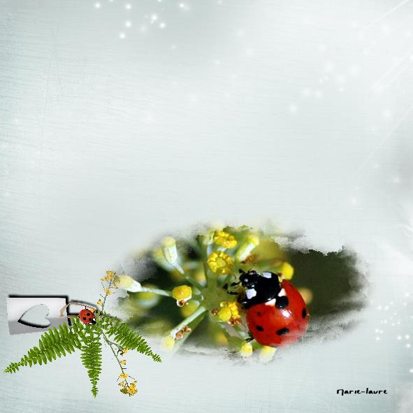 Les adorables petite coccinelles, alliées de nos jardins ...