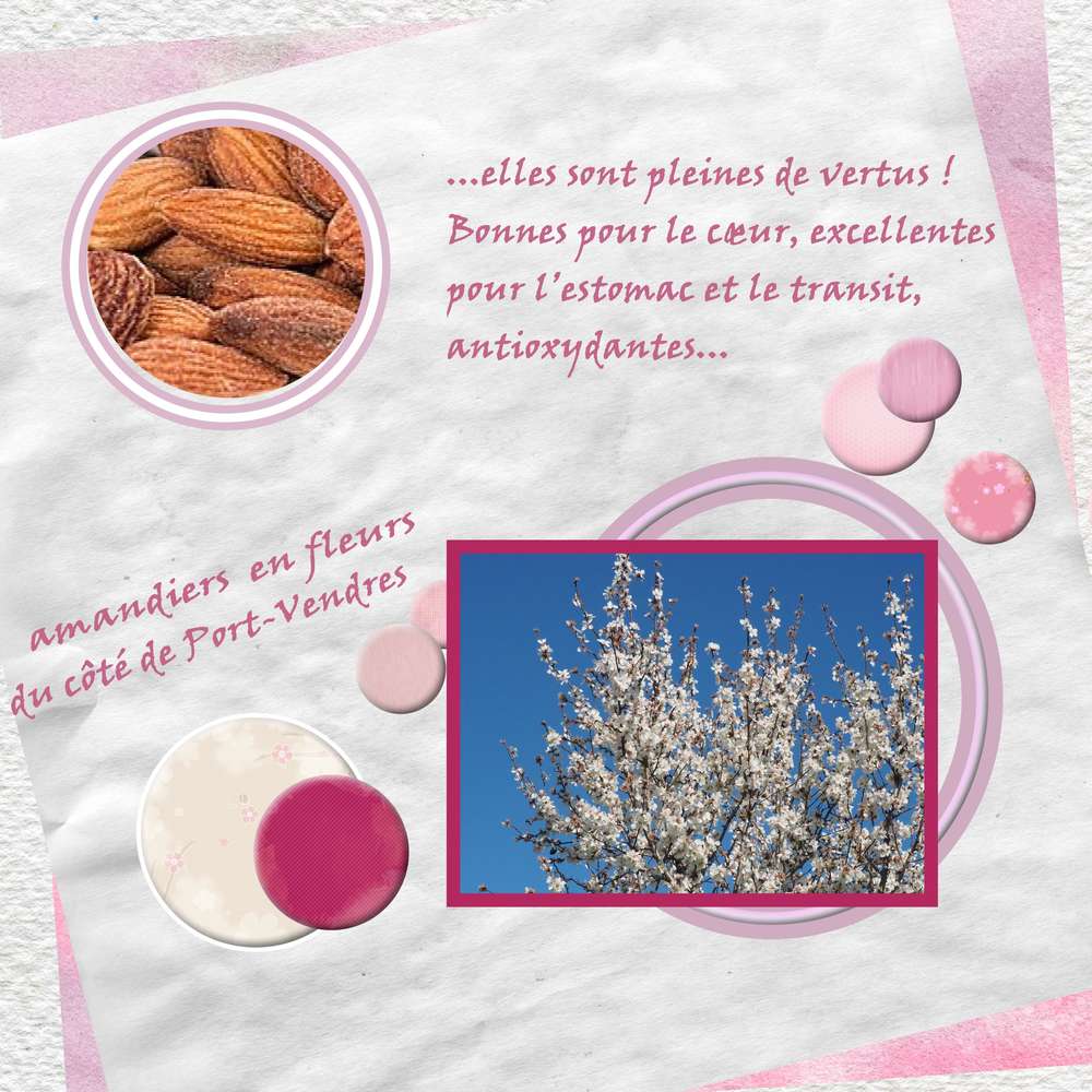 les amandiers en fleurs