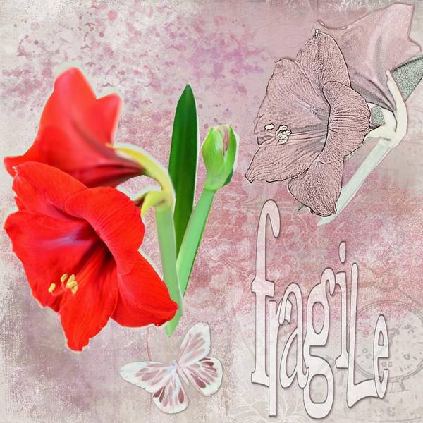 Les amaryllis à Marie