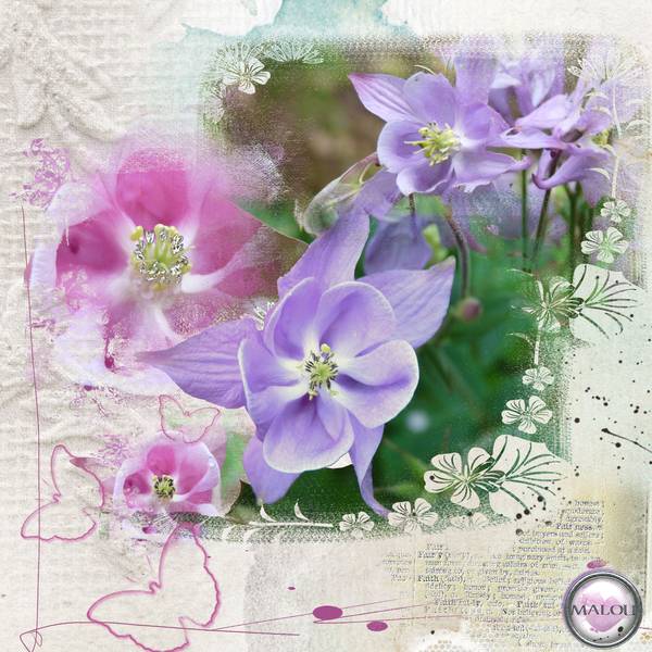 Les ancolies de .... ......