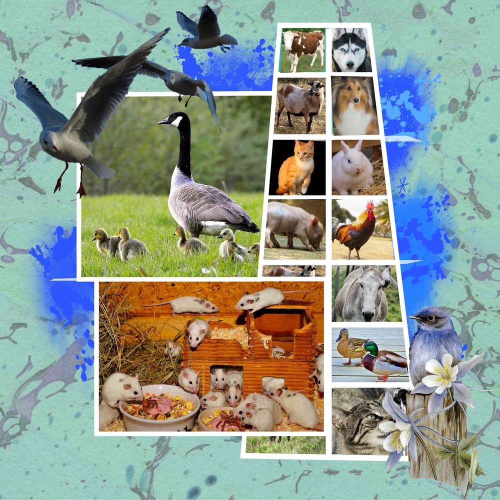 les animaux de la ferme