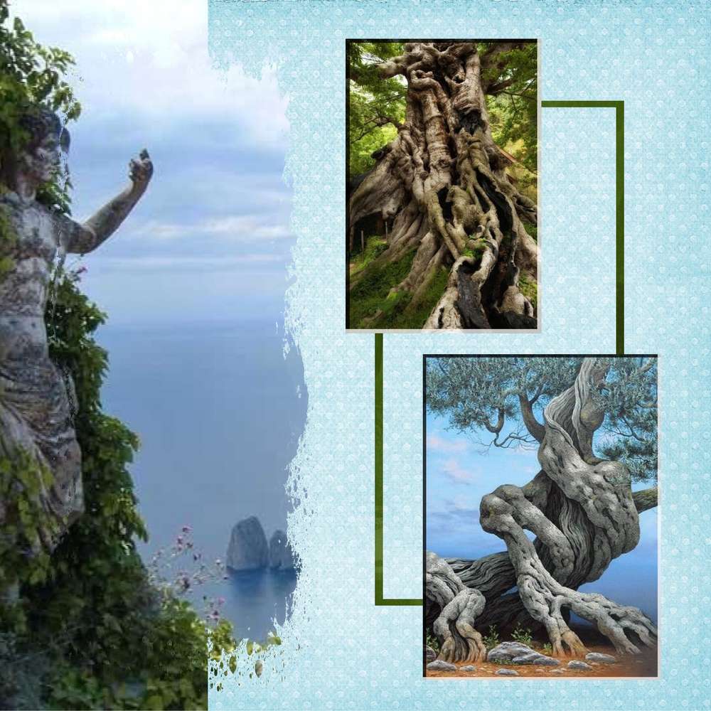 les arbres  sous toutes les formes