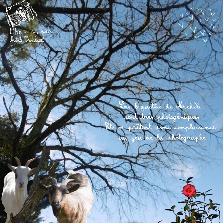 les biquettes photogeniques.jpg