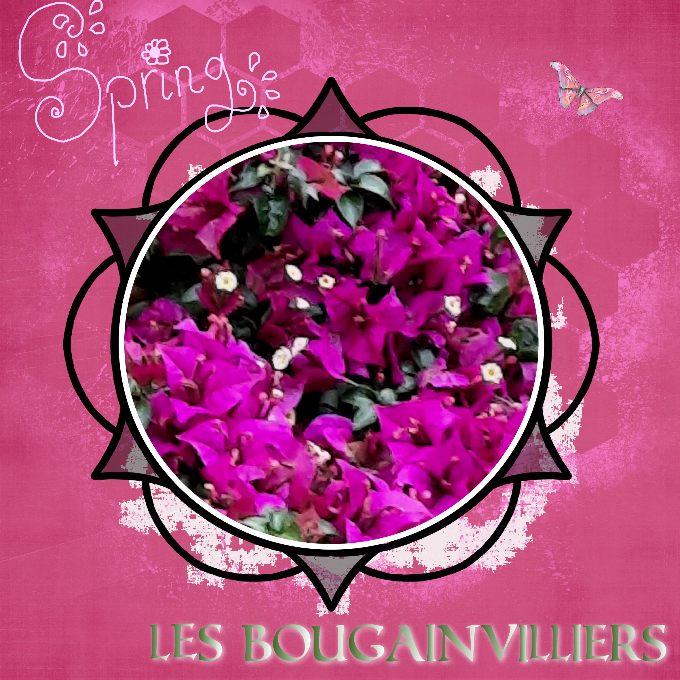 les bougainvilliers.jpg