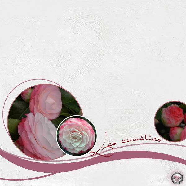 Les camélias