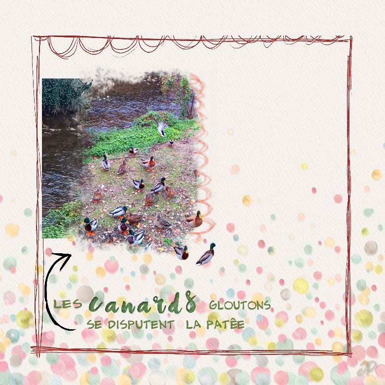 les canards  gloutons.jpg