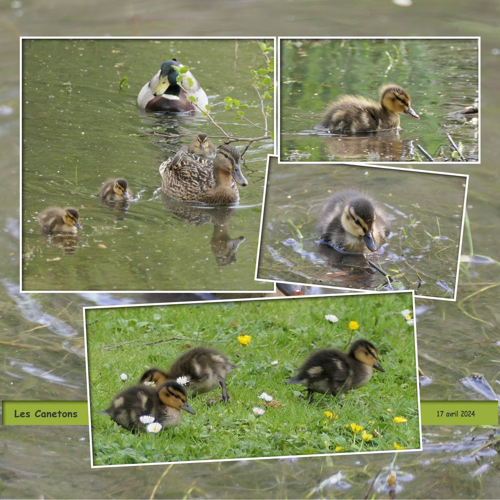 les canetons - avril 2024